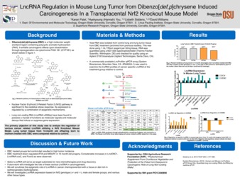 LncRNA regulation in mouse lung tumor from dibenzo[def,p]chrysene induced carcinogenesis in a transplacental Nrf2 knockout mouse model thumbnail