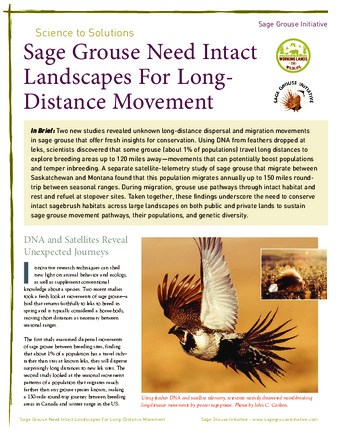 Science to Solutions: Sage Grouse Need Intact Landscapes For Long- Distance Movement thumbnail