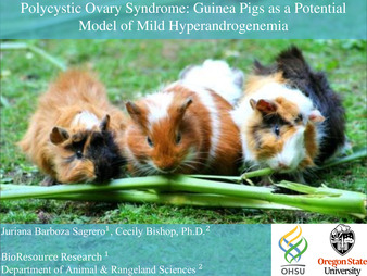 Polycystic Ovary Syndrome: Guinea Pigs as a Potential Model of Mild Hyperandrogenemia 缩图