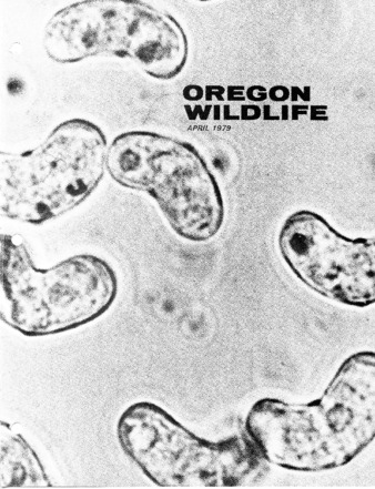 Oregon Wildlife; Vol. 34 No. 4 (April 1979) thumbnail