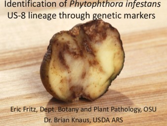 Identification of Phytophthora infestans US-8 lineage through genetic markers Miniaturansicht