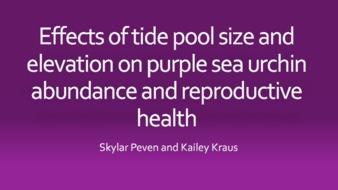 Effects of tide pool size and elevation on purple sea urchin abundance and reproductive health thumbnail