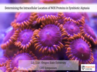Determining the Intracellular Location of NOX Proteins in Symbiotic Aiptasia la vignette
