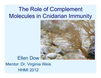 The role of complement molecules in cnidarian immunity thumbnail
