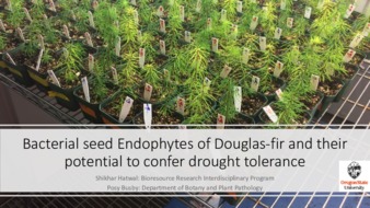 Bacterial seed Endophytes of Douglas-fir and their potential to confer drought tolerance 缩图