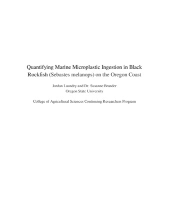 Quantifying Marine Microplastic Ingestion in Black Rockfish (Sebastes melanops) on the Oregon Coast Miniatura