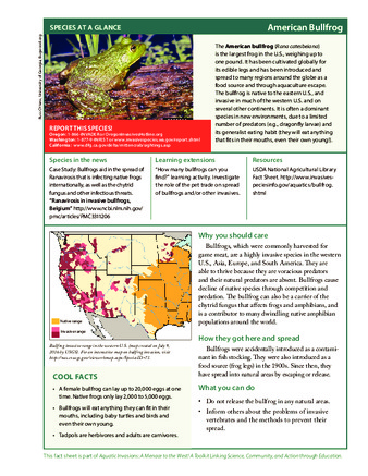 Aquatic Invasions! A Menace to the West : American Bullfrog Species Guide Miniaturansicht