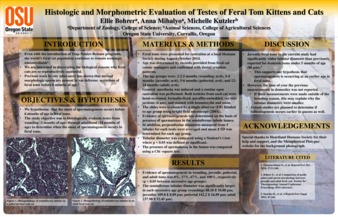 Histologic and Morphometric Evaluation of Testes of Feral Tom Kittens and Cats miniatura