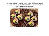 A role for CENP-S,T,W,X at Neurospora crassa centromeres? thumbnail
