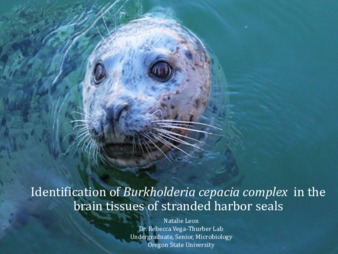 Identification of the Burkholderia cepacia complex in the brain tissues of stranded harbor seals Miniaturansicht