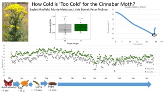 How Cold is ‘Too Cold’ for the Cinnabar Moth? thumbnail