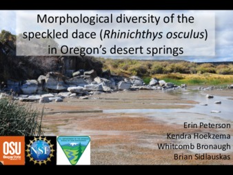 Morphological diversity of the speckled dace (Rhinichthys osculus) in Oregon's desert springs thumbnail