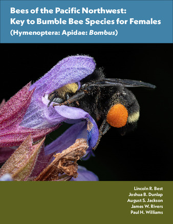 Bees of the Pacific Northwest : key to bumble bee species for females (Hymenoptera : Apidae : Bombus) thumbnail